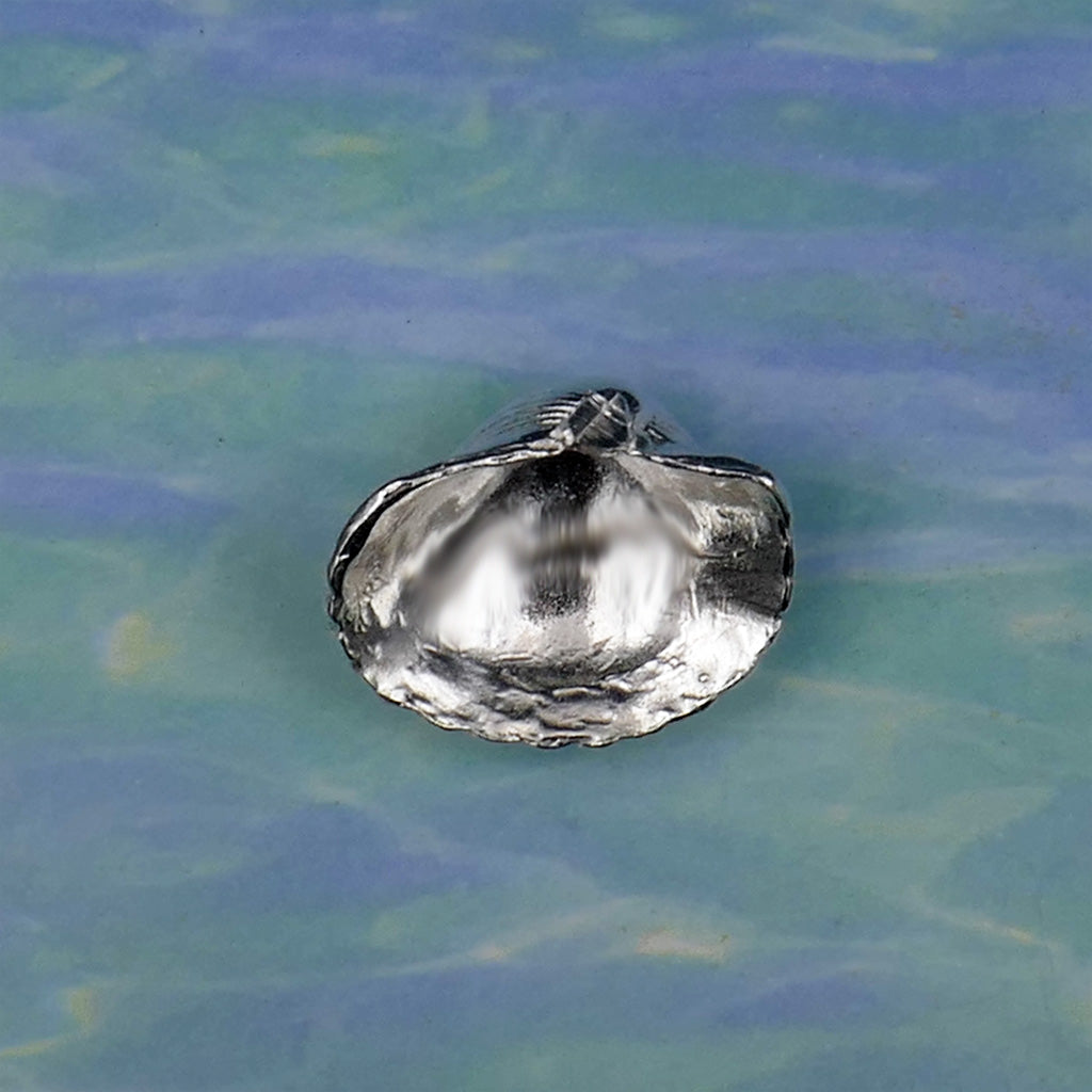 Sea Shell