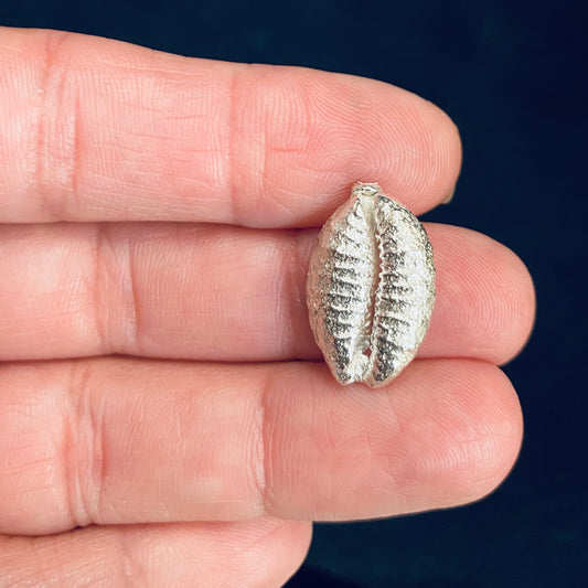 Cast Cowrie Shell for Jewelry Design