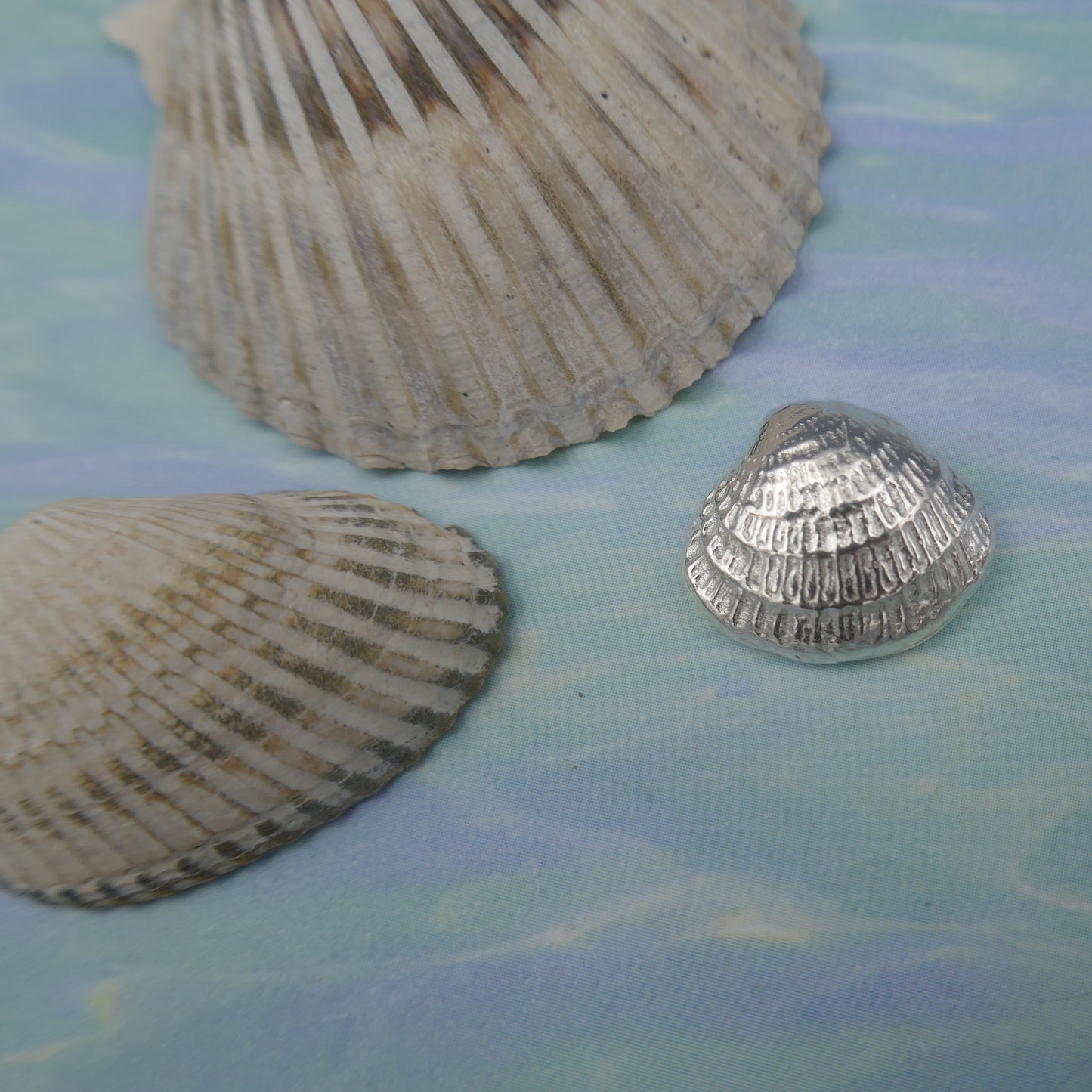 Sea Shell